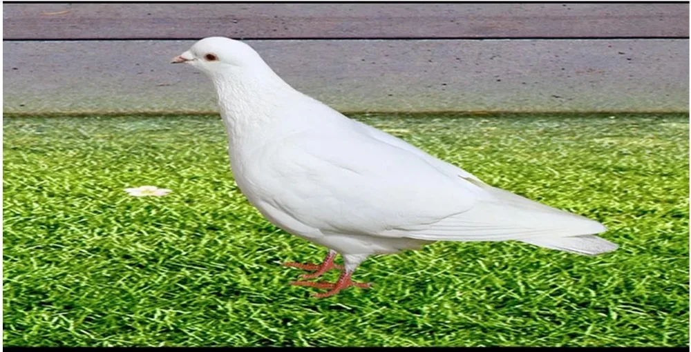 36020180422230858699