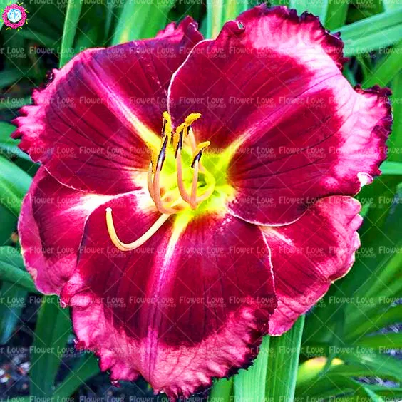 Шт. 20 шт. карликовые деревья Daylily цветы растения Hemerocallis лилии Крытый Бонсай цветочных растений многолетних растений для дома и сада украшени... Шт. 20 шт. карликовые деревья Daylily цветы растения Hemerocallis лилии Крытый Бонсай цветочных растений многолетних растений для дома и сада украшени...