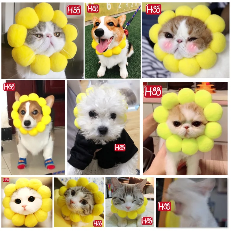 Young Cat Takes Pictures of Cute Cat Yellow Circle Pet Sunflower Cat Headgear Pet Clothes Cat Costume Young Cat Takes Pictures of Cute Cat Yellow Circle Pet Sunflower Cat Headgear Pet Clothes Cat Costume