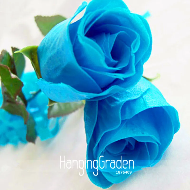 

Sale! 50 Pieces / Bag, New Rosen Samen Blue Rose bonsai Gothic Gardenin,#MD7QBL