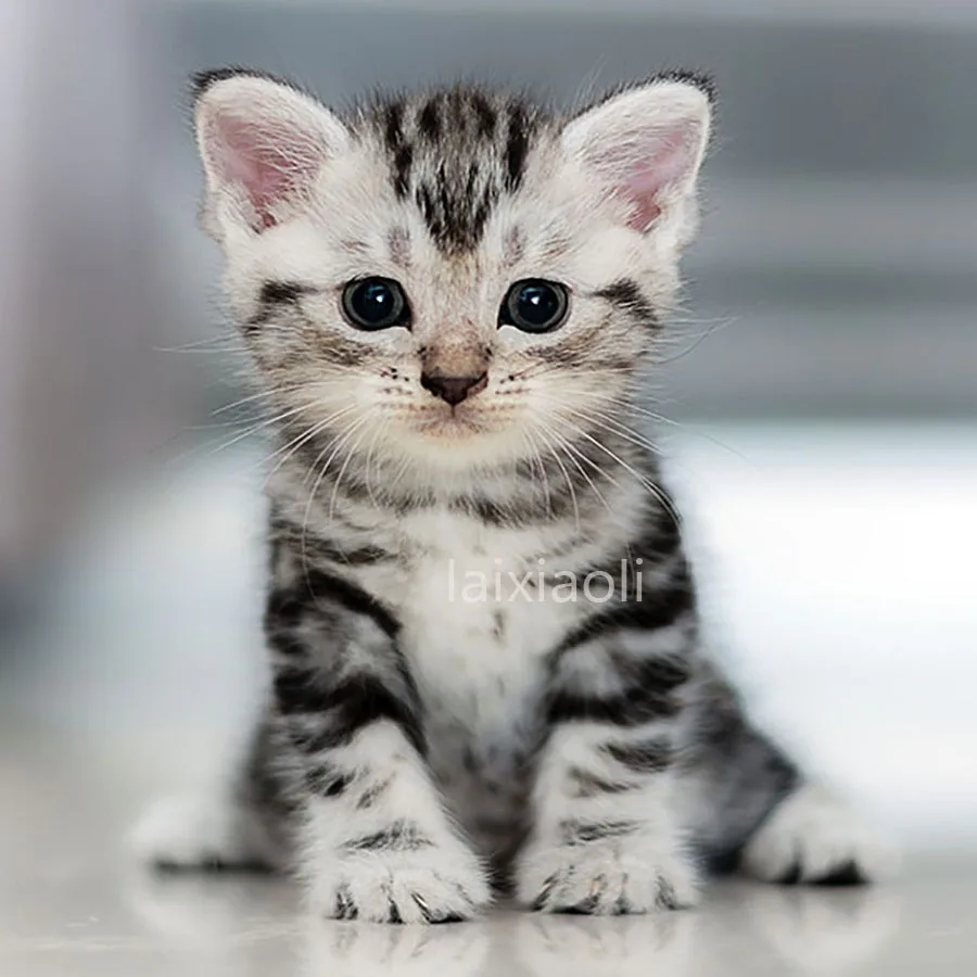 Котенок Алмазная вышивка по доступной цене Милая картинка с кошкой из Стразы pet DIY