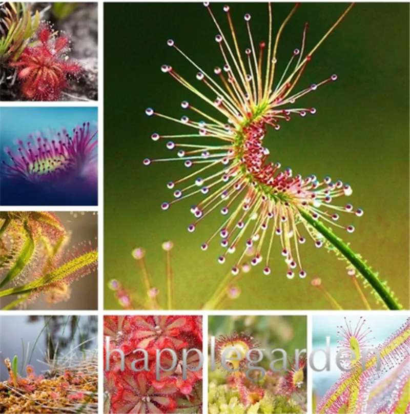 

100 pcs/lot Carnivorous Plants Potted Flycatcher Bonsai Sundew PlantaDrosera Peltata Table Garden Planting Radiation Protect