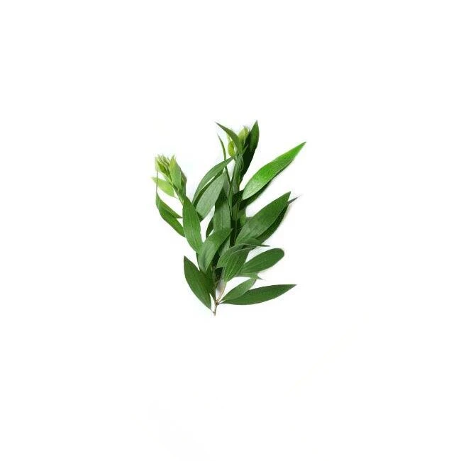 AKARZ Tea Tree Essentiële Olie Natuurlijke Pure Plantenextracten Biologische Huid Lichaamsmassage Verzorging Tea Tree Oil
