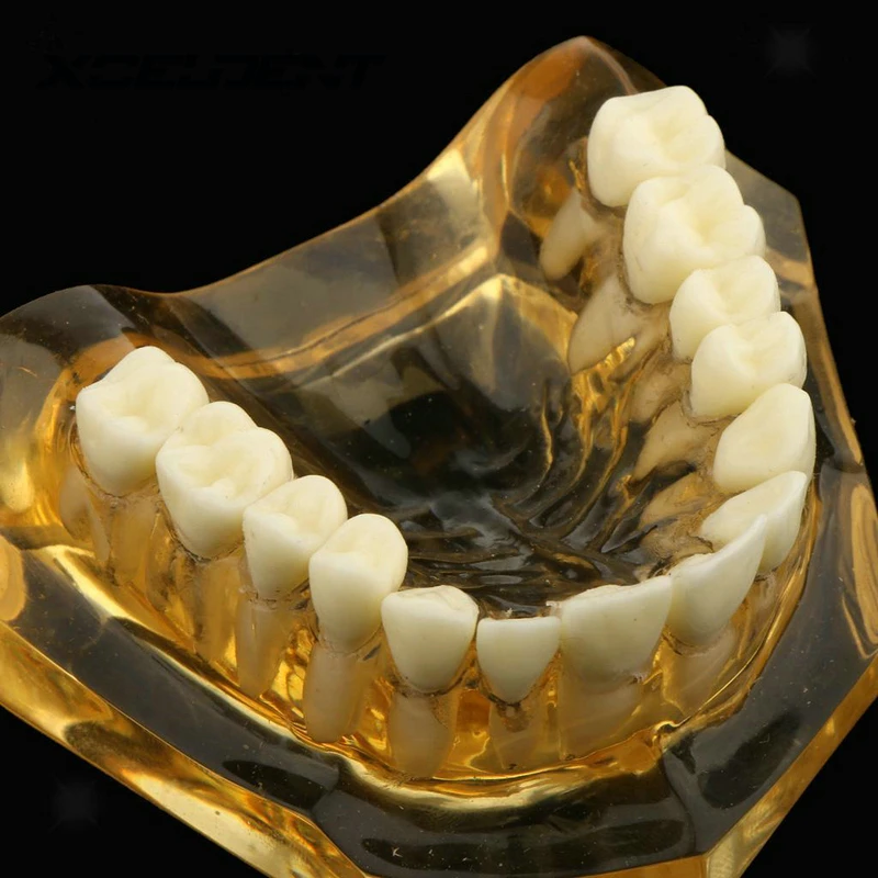 Зубные стандартные мягкие резинки со съемные зубы обучающая модель без шарнира-все зубы могут быть съемными новые 7006