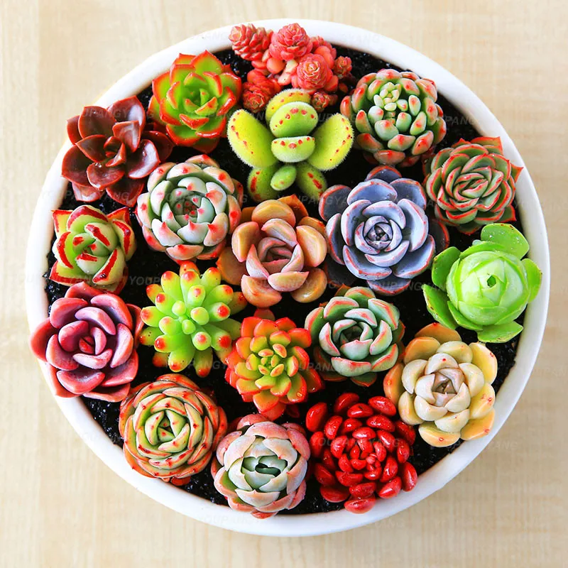100 Pcs Rare Mini Cactus Bonsai Mix Succulent Ornamental Plants