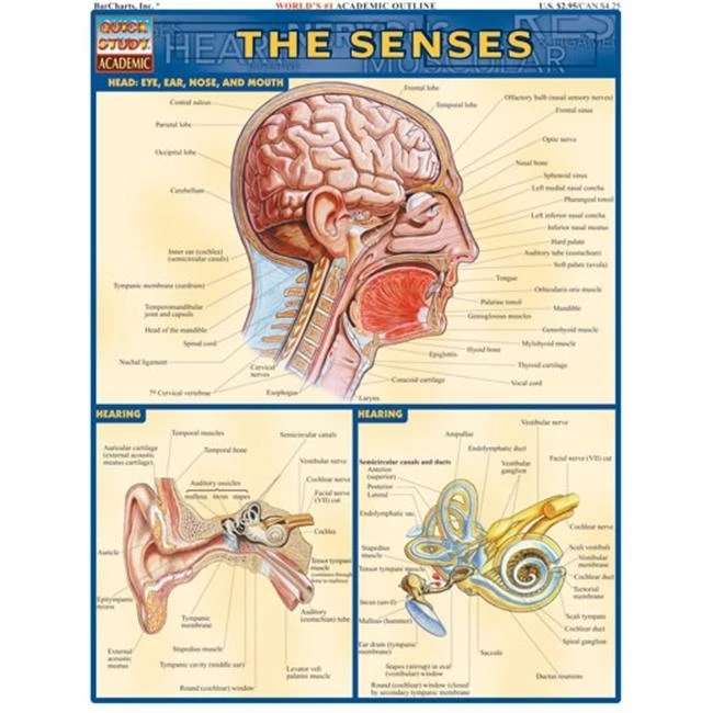 BarCharts- Inc. 9781572224995 Senses