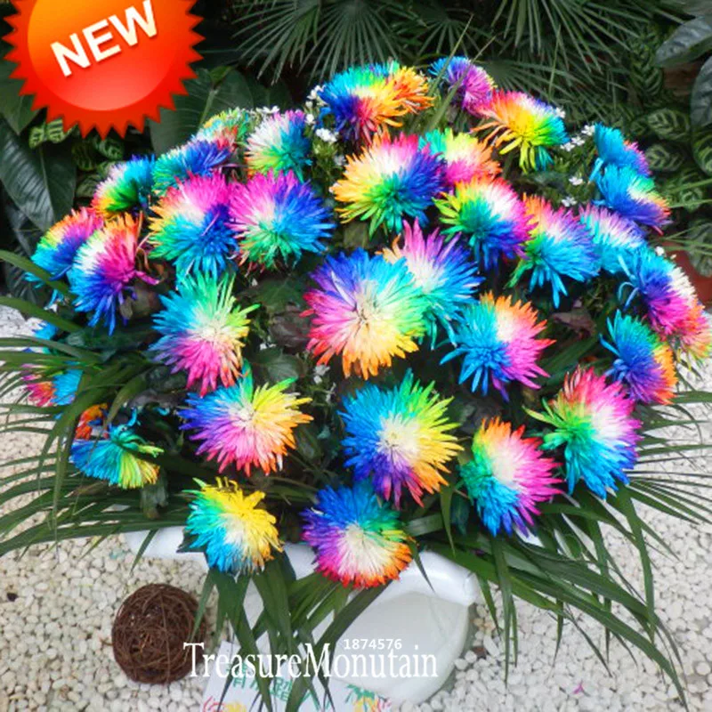 Gran venta! arco iris de la flor del crisantemo semillas Rare Color