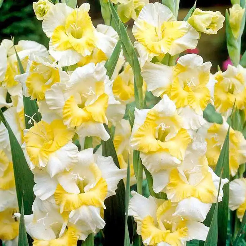 

2Pcs Gladiolus bonsai Bulbs Flower bulbs Perennial Potted Plant Indoor Aerobic Gladiolus Flowers flores Home Garden Planting