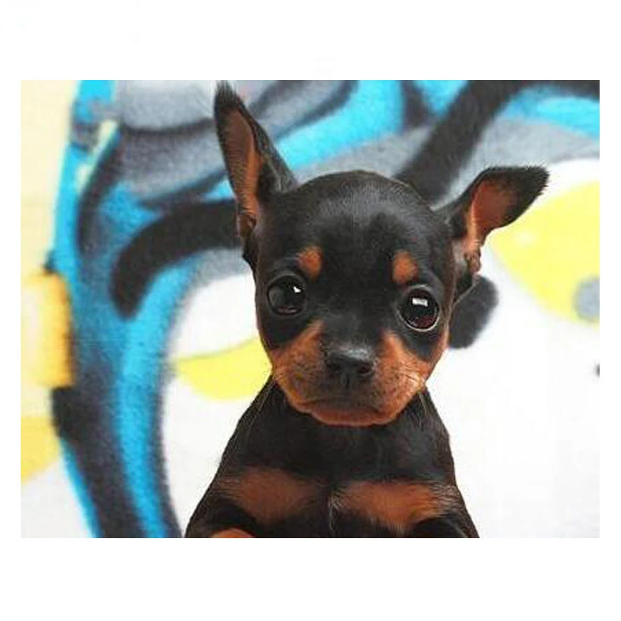 Miniature Pinscher
