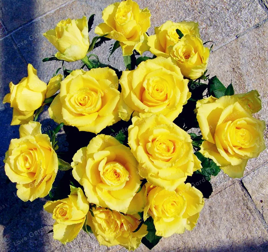100 шт редкий бонсай Желтая роза бонсай DIY домашний сад яркие и красивые Комнатные цветы бонсай семена карликового дерева для балкона
