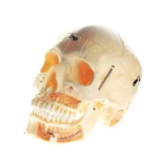 

Adult Skull with Blood Vessel and Nerves Model Life size Brand New 113