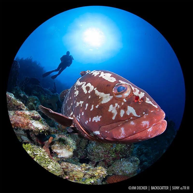 Nikon_D850_vs_Sony_a7R_III_Jim_Decker_Sony_a7R_III_Circular_Grouper