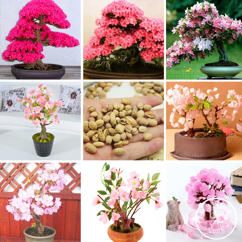 

New Arrival!10 PCS/Bag Japanese Sakura Potted 7 Different Varieties of Garden Potted Red Pink Cherry Blossoms,#5C1LRJ