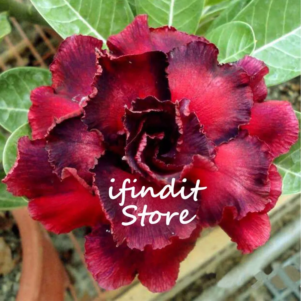 

2pcs Genuine Mixed Rare Flower Bonsai Desert Rose Potted Ornamental Plant Balcony Perennial Adenium Obesum for Home Garden Decor