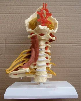 

advanced cervical Neuromusculoskeletal model teaching model mannequin medical model cervical vertebra model