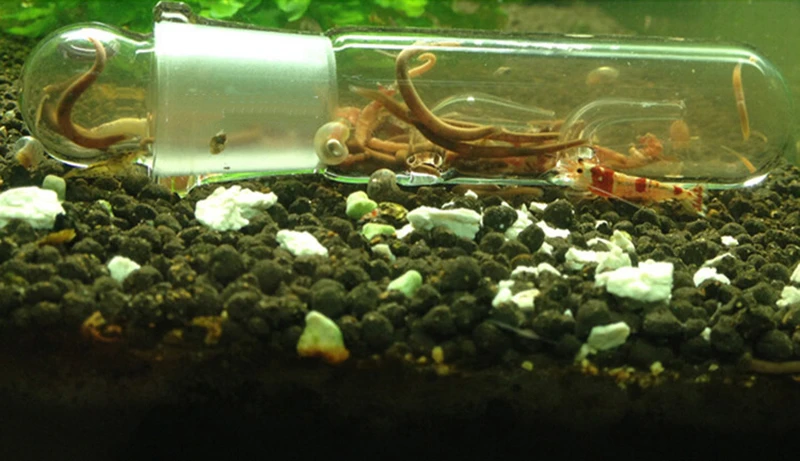 Glass Aquarium Fish Tank Shrimp Tank Planaria Leech Trap Get Rid us 11 99 glass aquarium fish tank shrimp tank planaria leech trap get rid of planarian for crystal shrimp in fish aquatic supplies parts from home