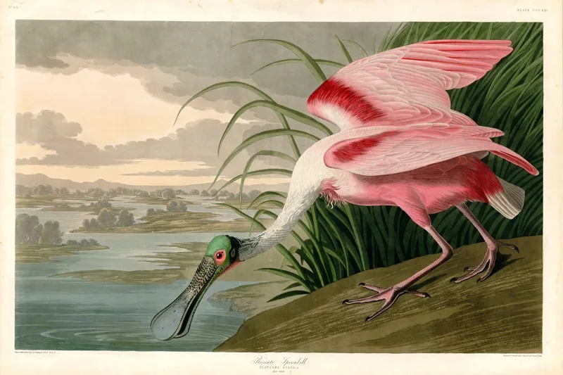 AD-321_Roseate_SpoonbillVimagich