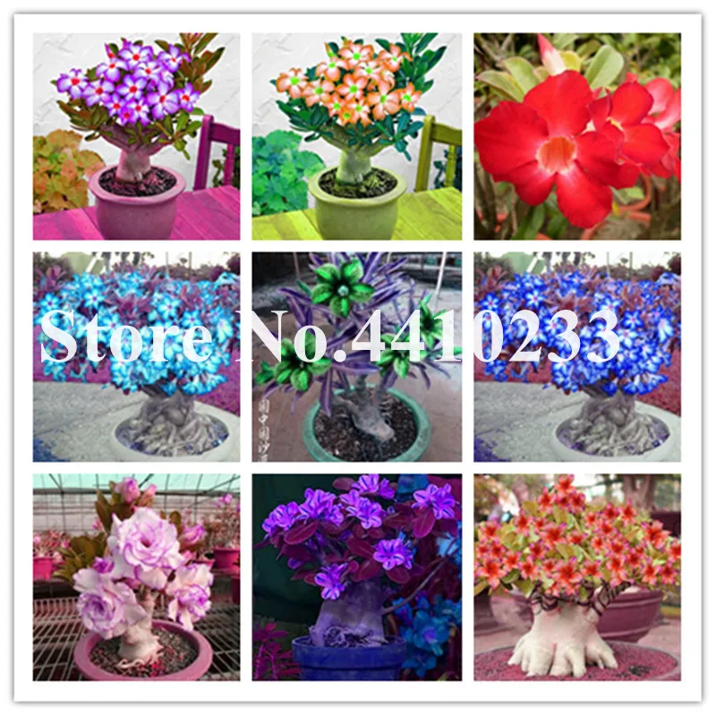 

New !1 Pcs Dwarf Desert Rose Tree Bonsai, Easy To Grow Interesting Unique Adenium Obesum Flowerpots For Home Garden Mixed