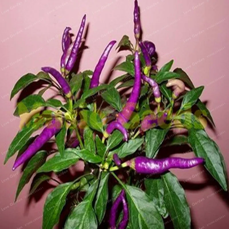 

100 Pcs Purple Chilli Bonsai Taste Very Good Vegetable Bonsai Diy Potted Plants Germination 95% Paprika For Home Garden Bonsai