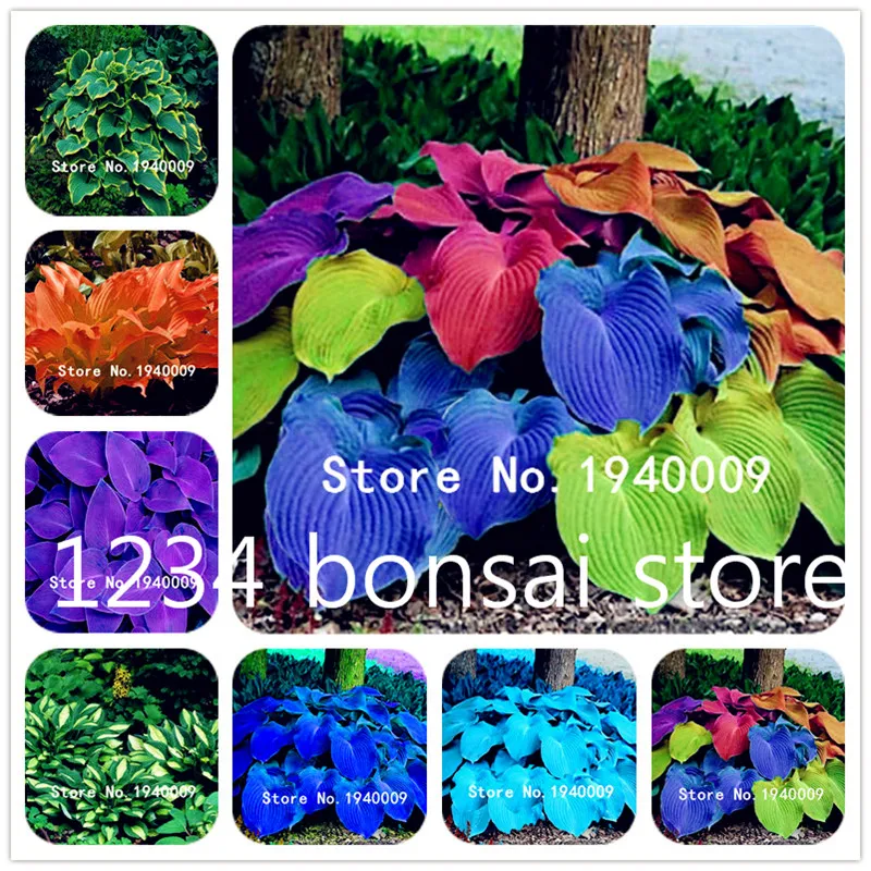 

100pcs Hosta plants,Hosta 'Whirl Wind', hosta flower,flowers seedling outdoor,DIY Ornamental Plants for home garden Easy to Grow