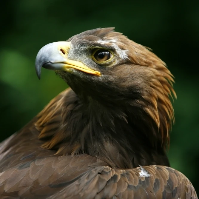 Golden Eagle's Face (Aquila Chrysaetos) Poster Print (34 x 22)