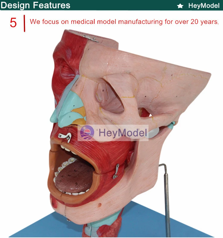 Heymodel носа, оральный секс, глотки, горло модель