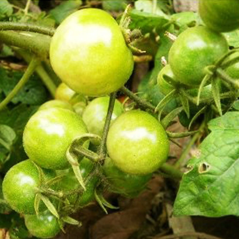 500seeds Green tomato seeds Balcony Garden fruit Vegetables Seeds Four