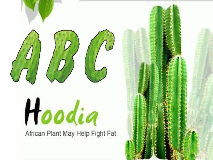 

SUPPRESS APPETITE CACTUS HOODIA GORDONII EXTRACTS 20:1 DIETARY SUPPLEMENTS