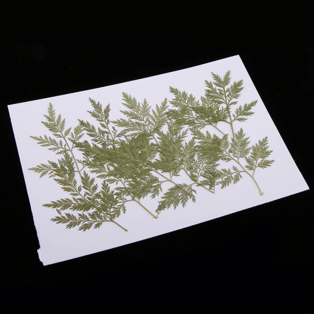 10x Pressed Dried Flower Dry Leaves For Resin Jewelry Craft DIY Card Making Wall Decors