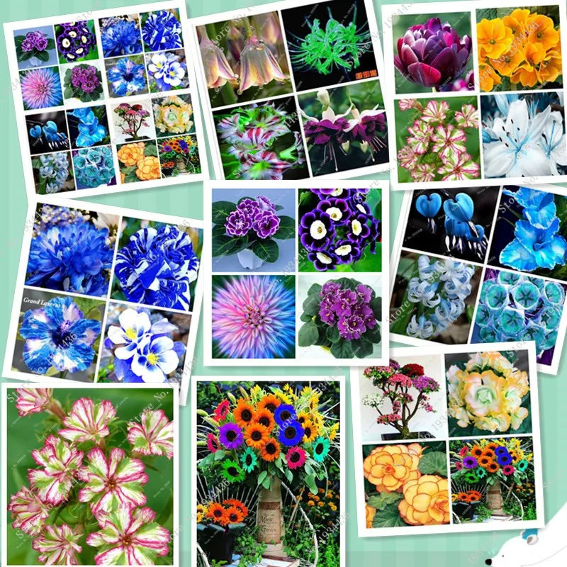 

24 rare flowers home garden,easy growing,best gift give wife,free shipping 100pcs