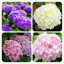50 шт. Гортензия бонсай растения, Комнатные цветы, горшечные растения, все виды цветов, легко сажать садовое украшение