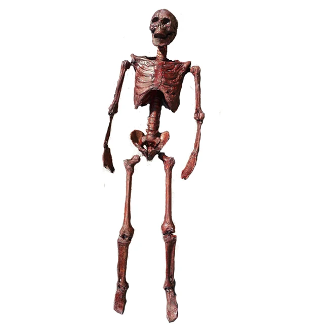 165 cm pose n sjour momification squelette halloween dcoration en plastique squelette humain - Squelette Halloween 165 cm pose n sjour momification squelette halloween dcoration en plastique squelette humain - Squelette Halloween