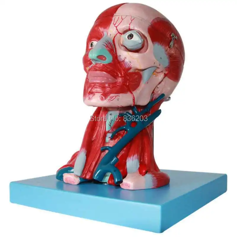 

Human traumatism Scientific skeleton Head and Neck Musculatur anatomy anatomical traumatic gun buy medical instruments condoms