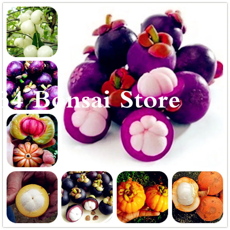 

Family Clusiaceae Garcinia Mangostana Bonsai Evergreen Tree Purple Mangosteen Fruit Bonsai Rate 95% Garden Plant 100 Pcs Potted