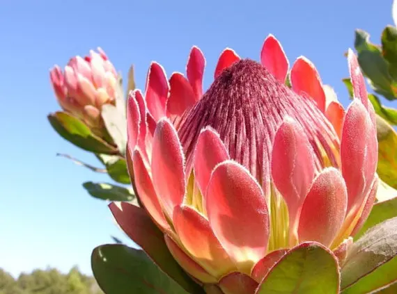 Rare Protea Cynaroides Seeds, 20pcs/pack