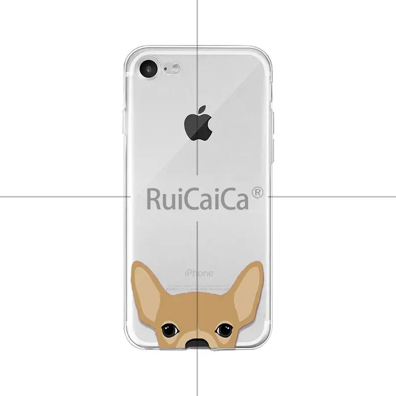 Cute and funny pet dog cat head