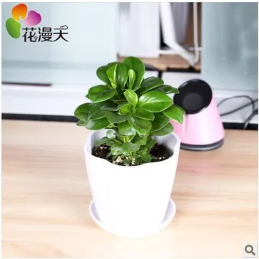 Office Desk Flowers Small Potted Plants Bonsai Radiation In Office Desk Flowers Small Potted Plants Bonsai Radiation