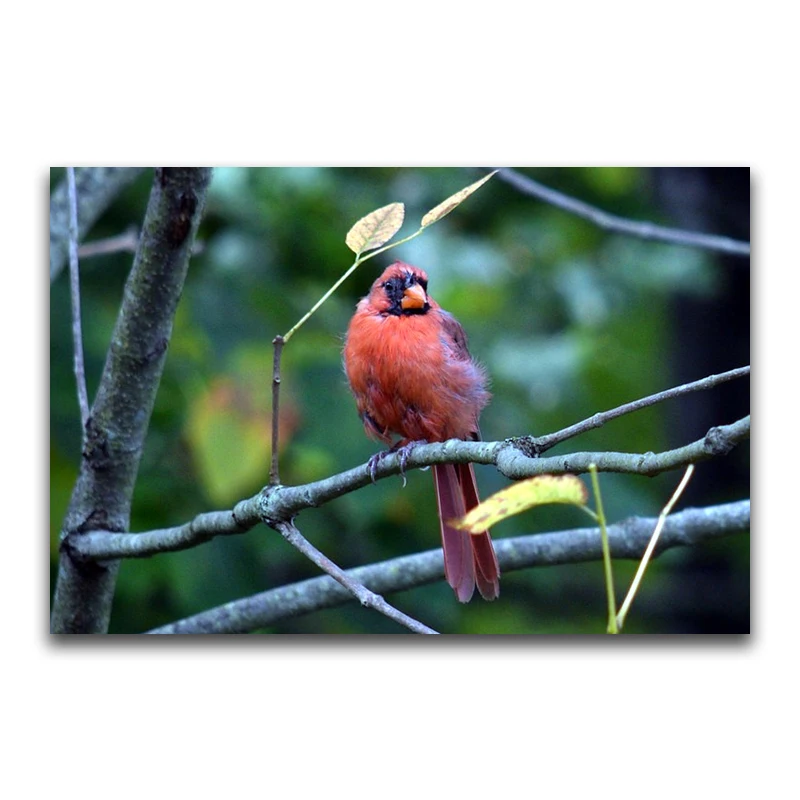 DIY 3D Diamond painting red parrot Full Square Diamond embroidery Cross stitch Starling Full Round Diamond mosaic animal bird