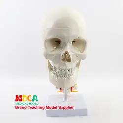 Черепно модель черепа с человека. череп и череп модель в отдел ортопедии MTG008