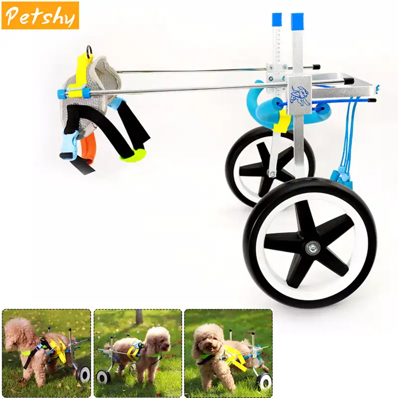 cat walking wheel