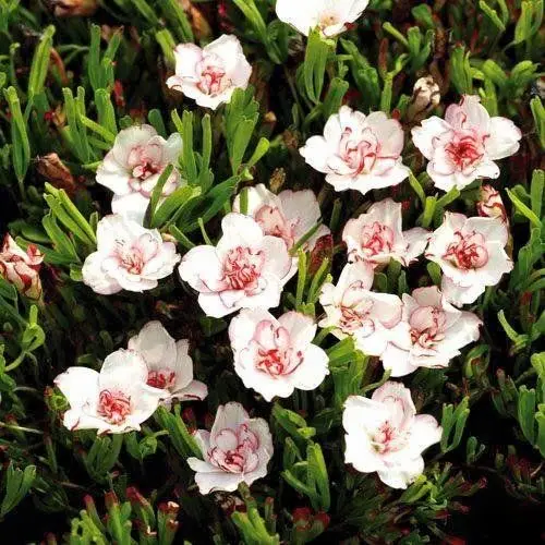 

2PCS Rare normal Oxalis Flowers bulbs color rotary Oxalis bulbs For Garden