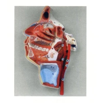 

Oral and pharyngeal internal vascular nerve model Simulation Medical teaching model naturl size 21*3.5*13.5cm