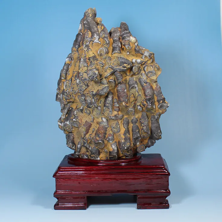 

Rare fossil of coral populations from Guangxi stone specimens of animal fossils fossils favorites shipping