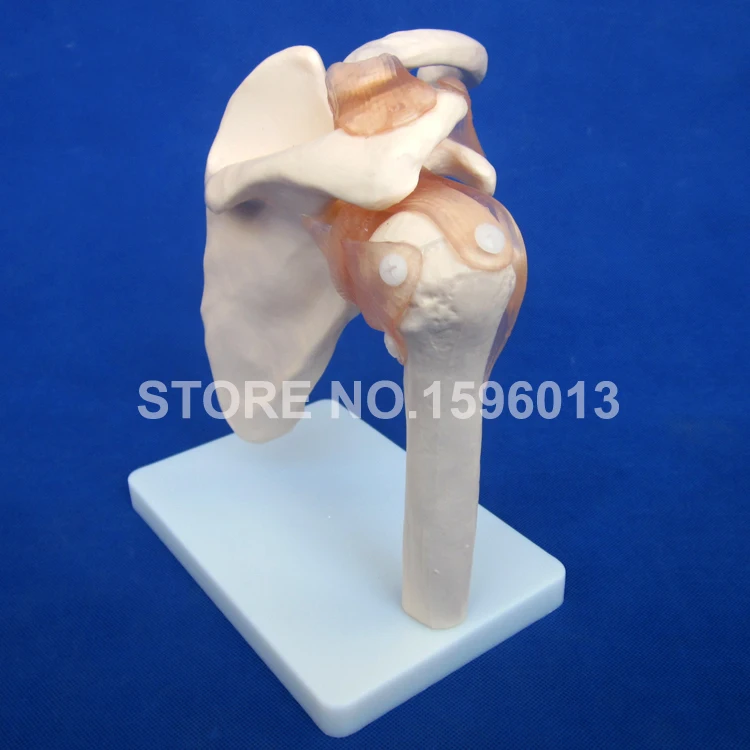 109 shoulder joint (5)