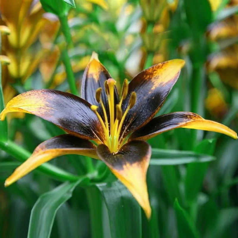 120 Pièces Rare Noir Coeur Jaune Bord Lilium Brownii Fleur