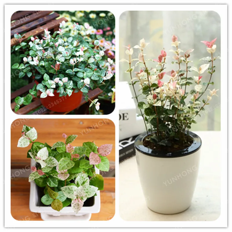 

10 PCS Trachelospermum Jasminoides Bonsai Flower Bonsai Exotic Indoor Bonsai Plant Mini Potted Tree Home Garden Bonsai Flower