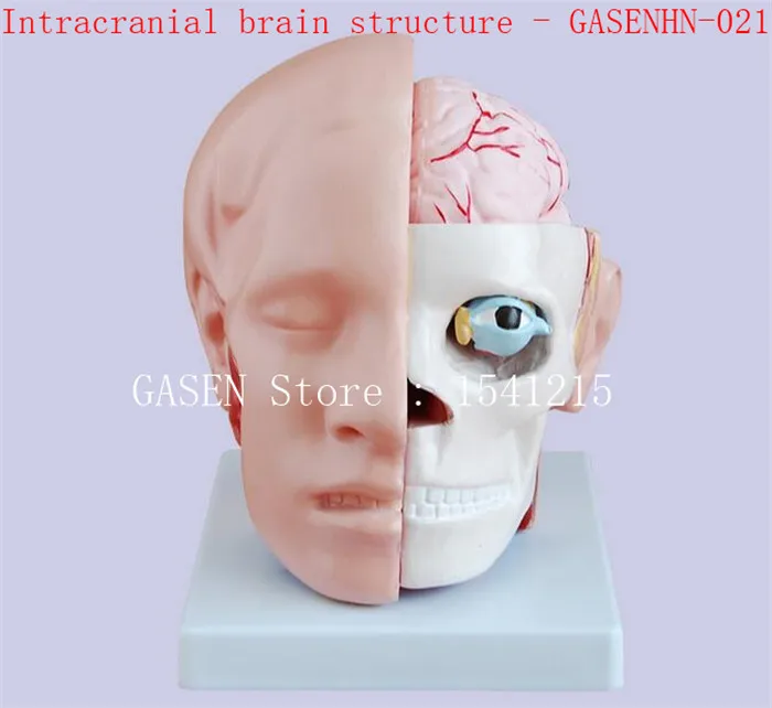 

Brain model Head with cerebral artery model Human head anatomical model Intracranial brain structure - GASENHN-021