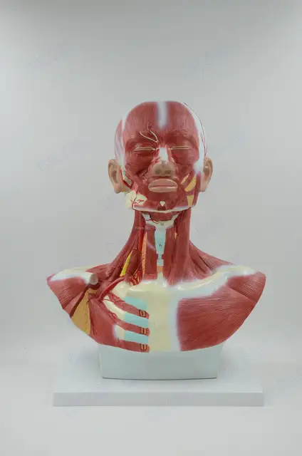 Free shipping&Human head neck and chest muscles anatomical model of
