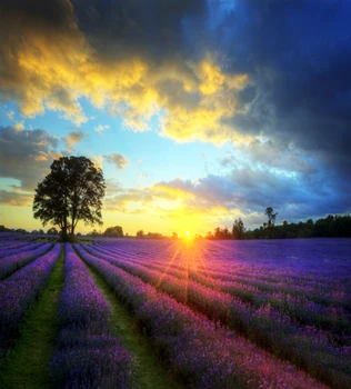 

LIFE MAGIC BOX Photography Background Vinyl 300Cm*200Cm Rows Of Flowers And The Sun To Be Downhill Background For Studio Cm-5972