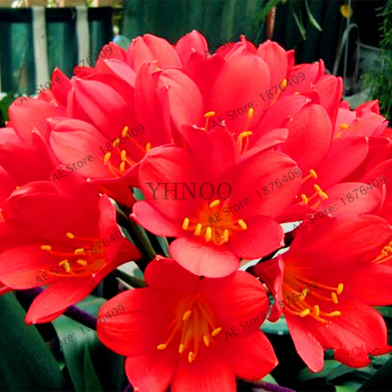100 шт./пакет Кливия растения, многолетнее растение карликовое дерево в горшке для балкона, цветок, великолепный цветок Clivia Флорес для украшения дома и сада - Цвет: 5